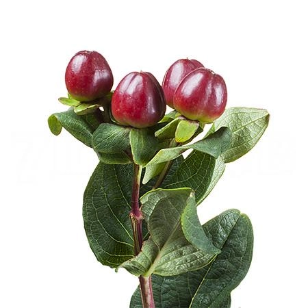 Hypericum magical seasons