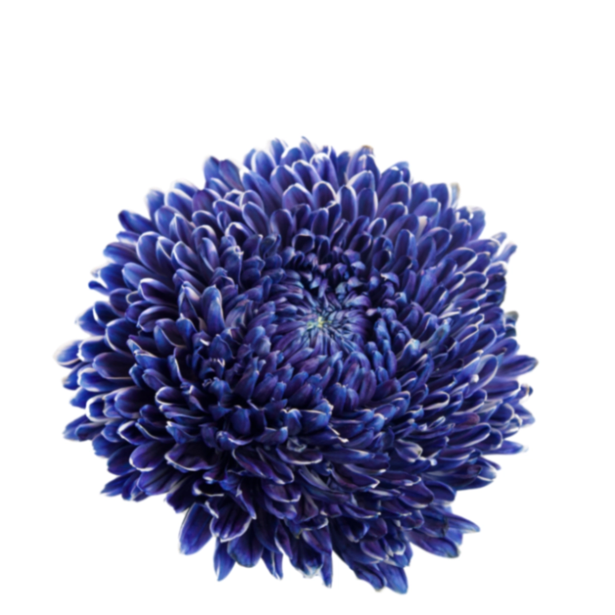 Chrysanthemum tinted midnight blue