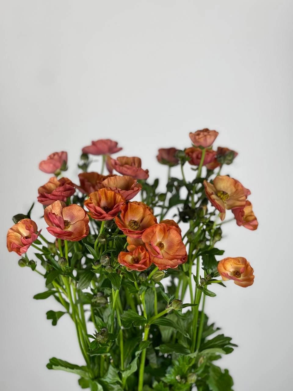Ranunculus butterfly magical salmon | Wholesale flowers, plants and supplies Ranunculus butterfly magical salmon