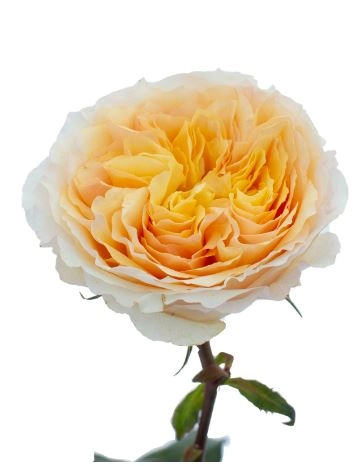 Rose beatrice