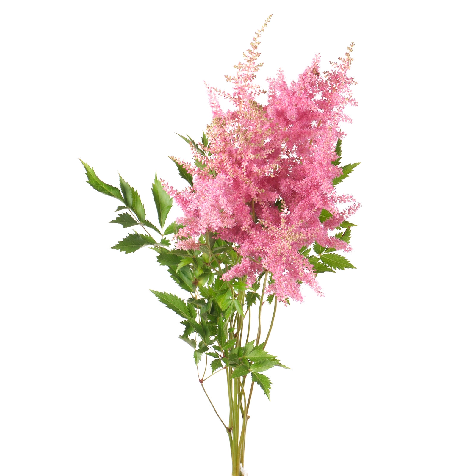 Astilbe anita pfeifer