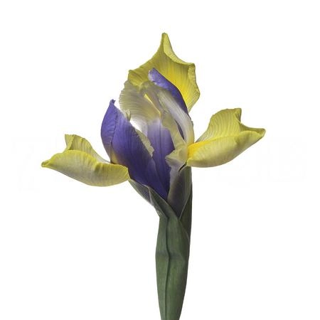 Iris miss saigon