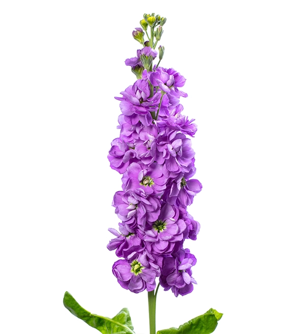 Matthiola purple | Wholesale flowers, plants and supplies Matthiola purple