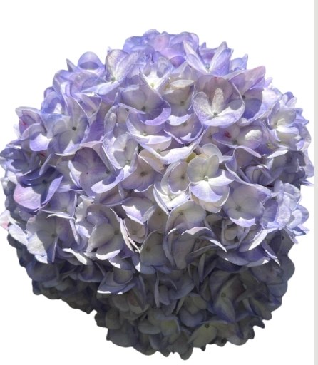 Hydrangea premium light lavender