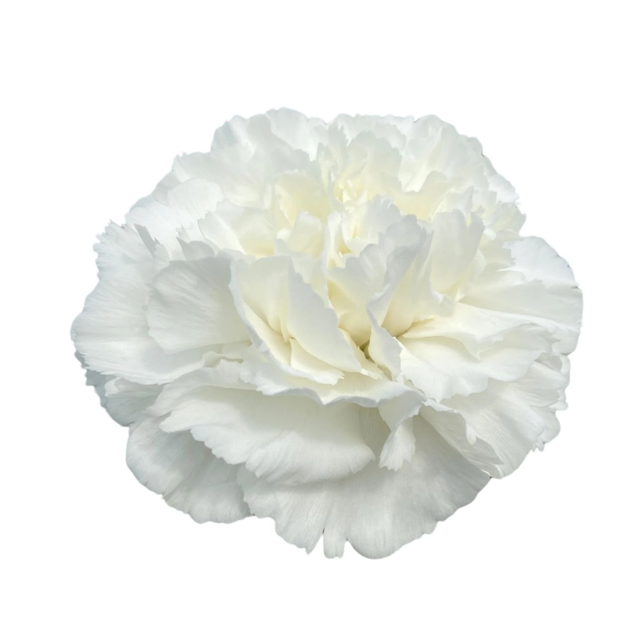 Carnation cucoy