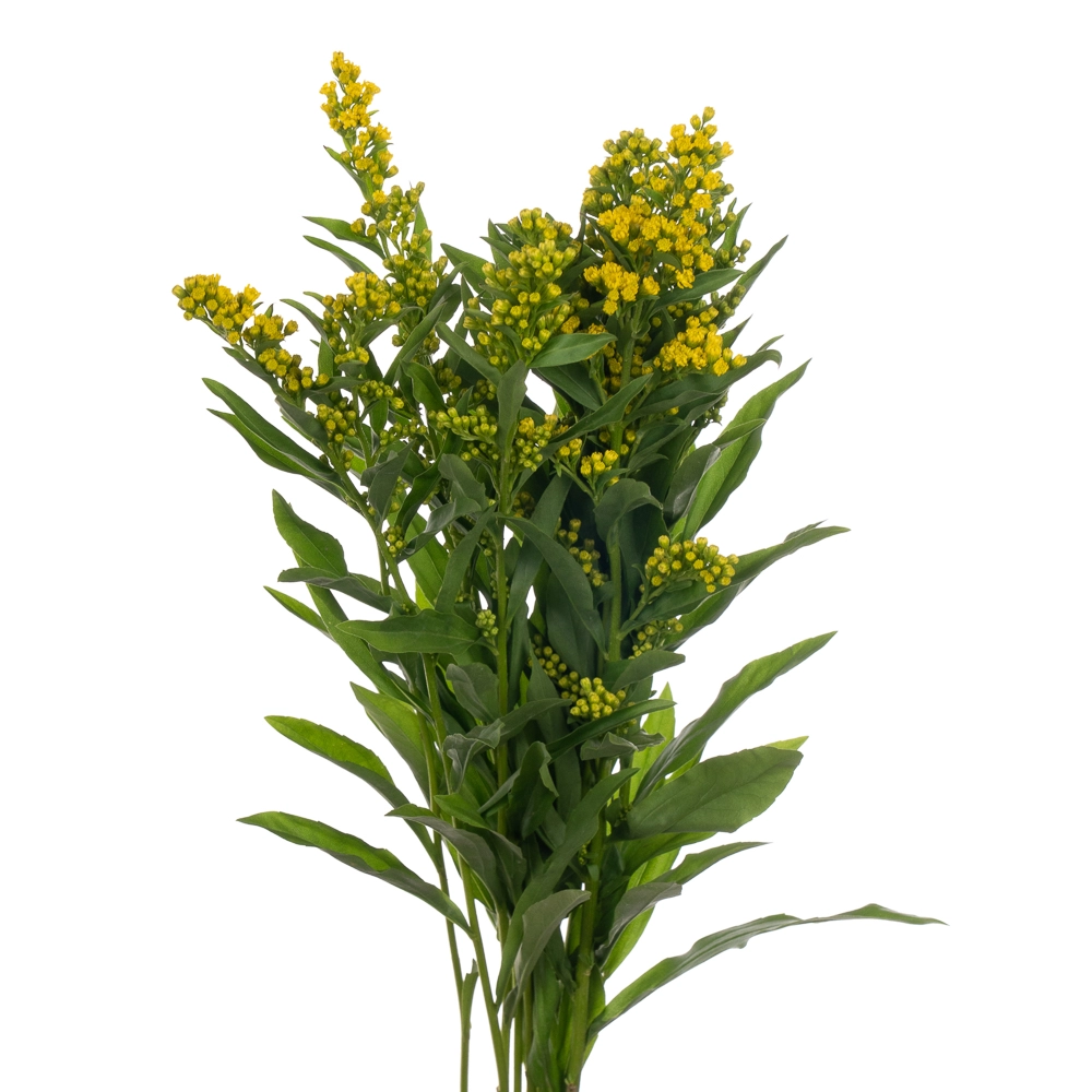 Solidago golden glory