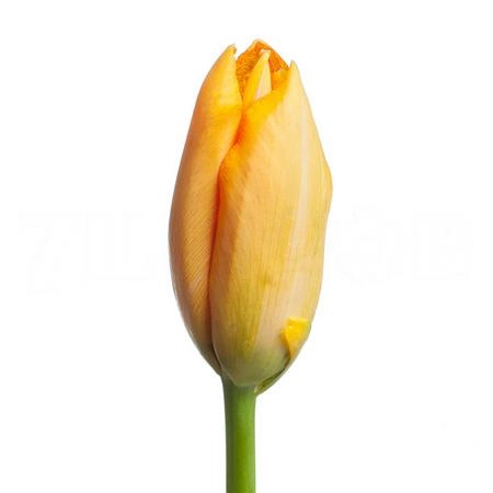 Tulip enkel avignon
