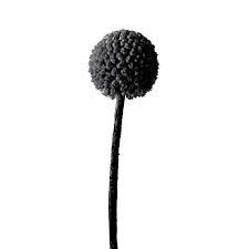 Craspedia black | Wholesale flowers, plants and supplies Craspedia black