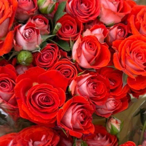 Rose spray zadique | Wholesale flowers, plants and supplies Rose spray zadique