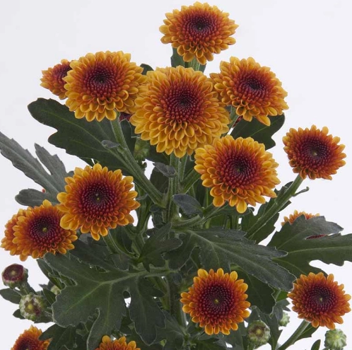 Chrysanthemum santini jamey orange | Wholesale flowers, plants and supplies Chrysanthemum santini jamey orange