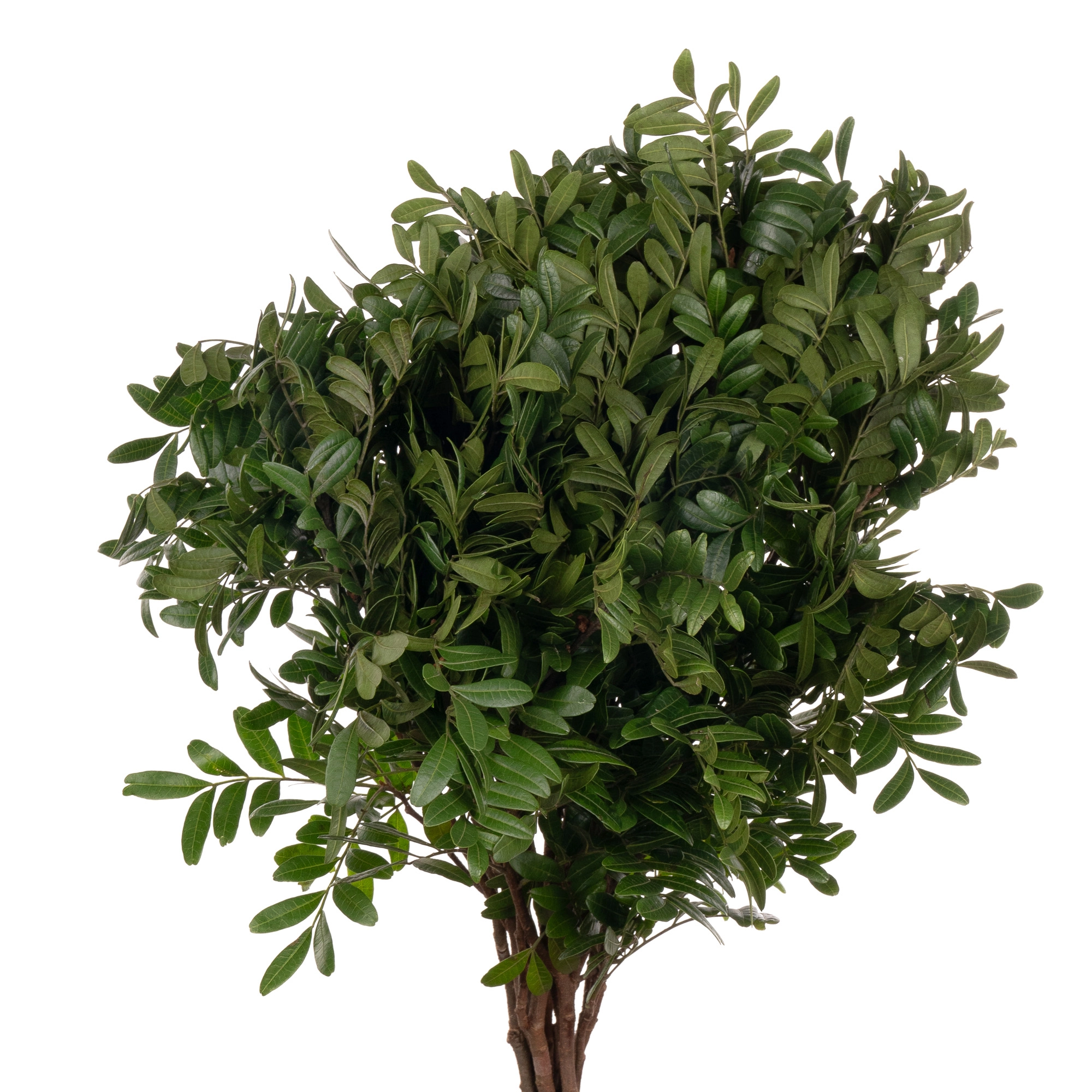 Blad Pistacia | Wholesale flowers, plants and supplies Blad Pistacia