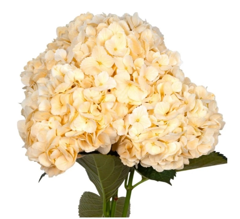 Hydrangea premium peach fuzz