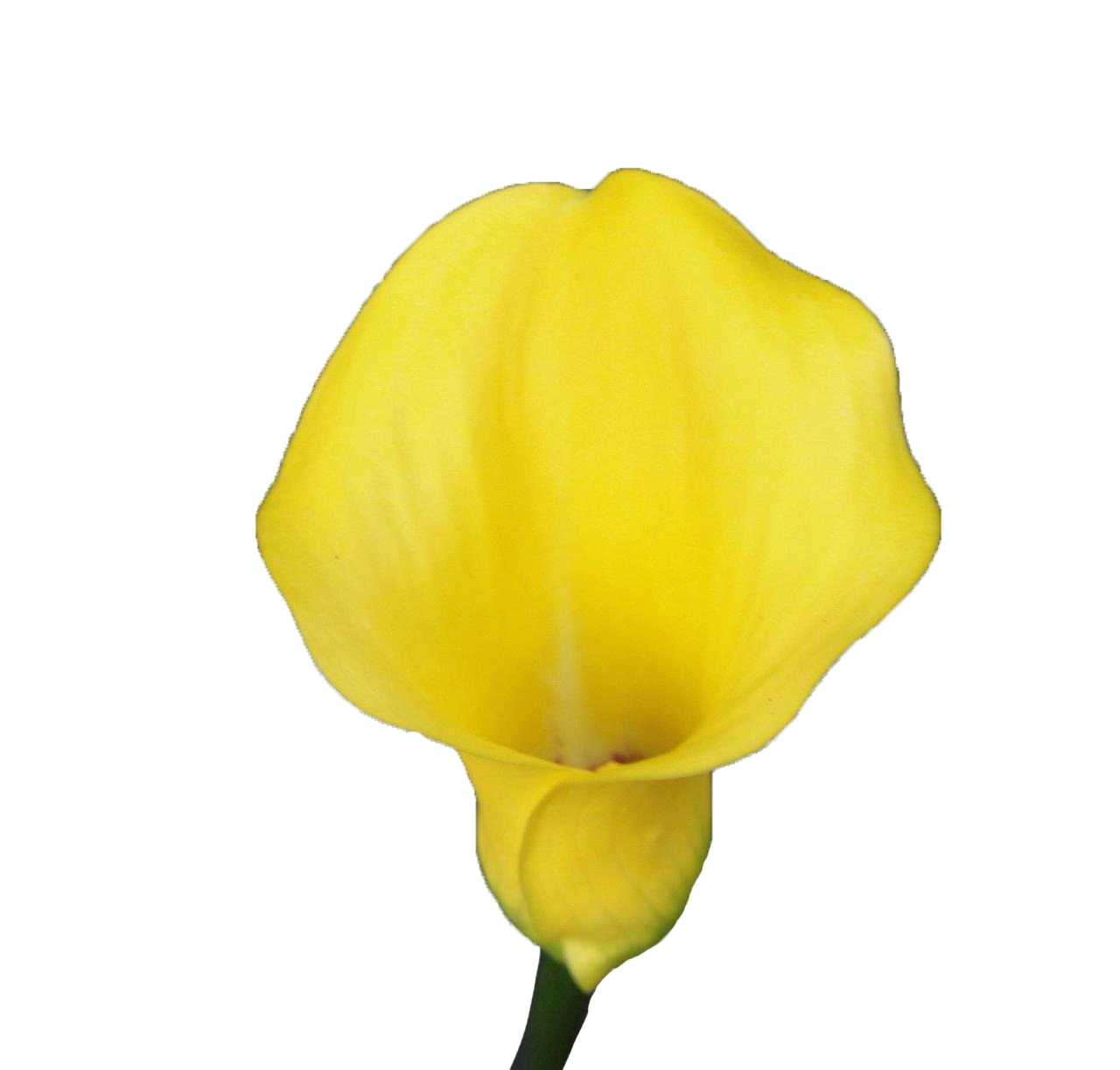 Zantedeschia captain solo | Wholesale flowers, plants and supplies Zantedeschia captain solo