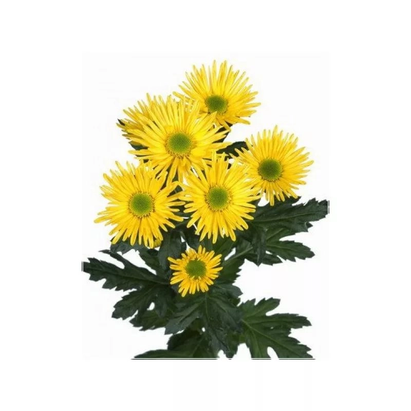 Chrysanthemum spray corona