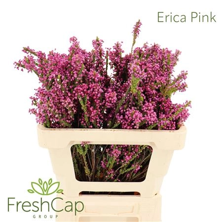 Erica pink