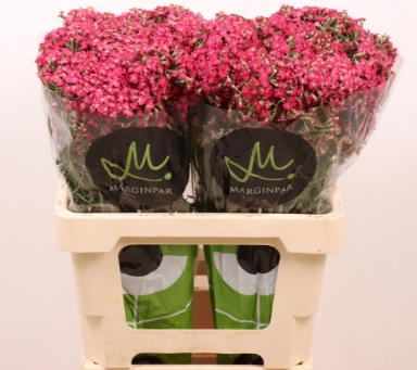 Achillea neonglow fuchsia