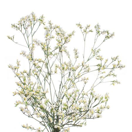 Limonium china white | Wholesale flowers, plants and supplies Limonium china white