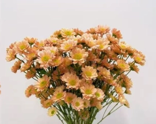 Chrysanthemum santini champagne