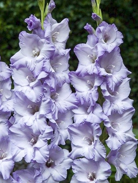 Gladiolus sweet blue | Wholesale flowers, plants and supplies Gladiolus sweet blue