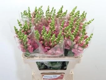 Antirrhinum avignon pink | Wholesale flowers, plants and supplies Antirrhinum avignon pink