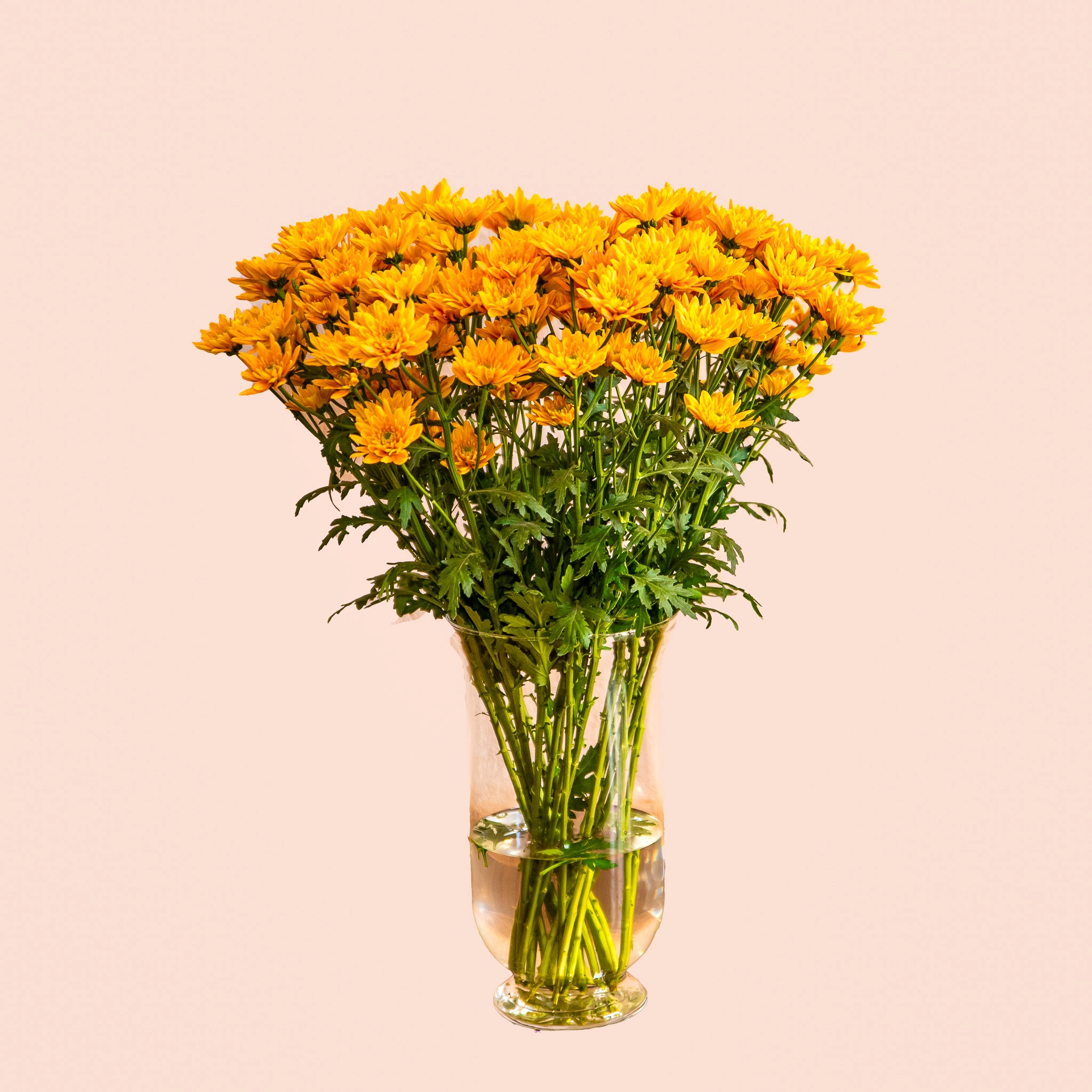Chrysanthemum bonita orange | Wholesale flowers, plants and supplies Chrysanthemum bonita orange