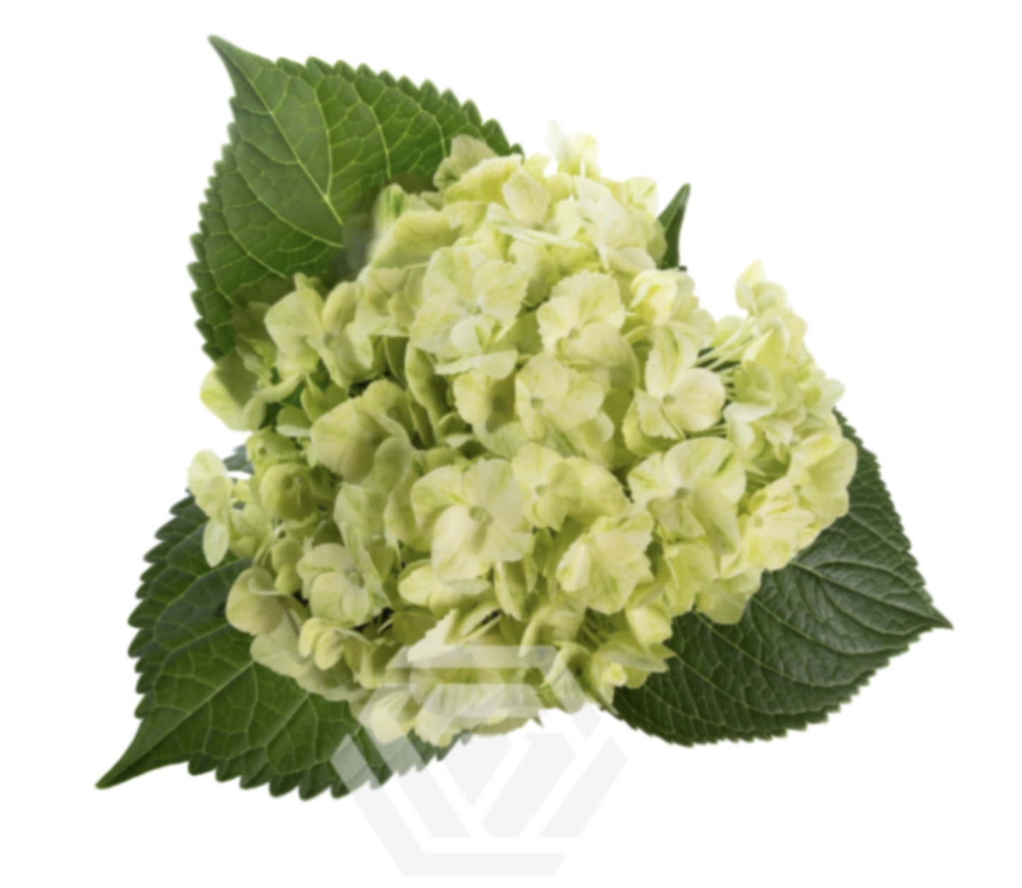 Hydrangea premium lemon black