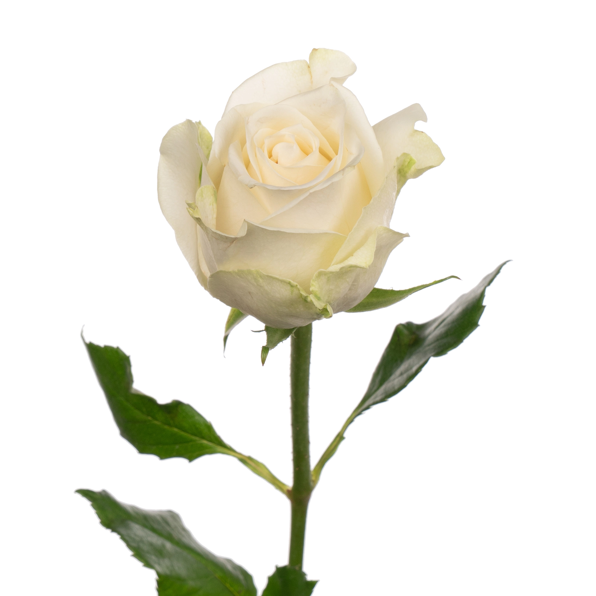 Rose adalonia