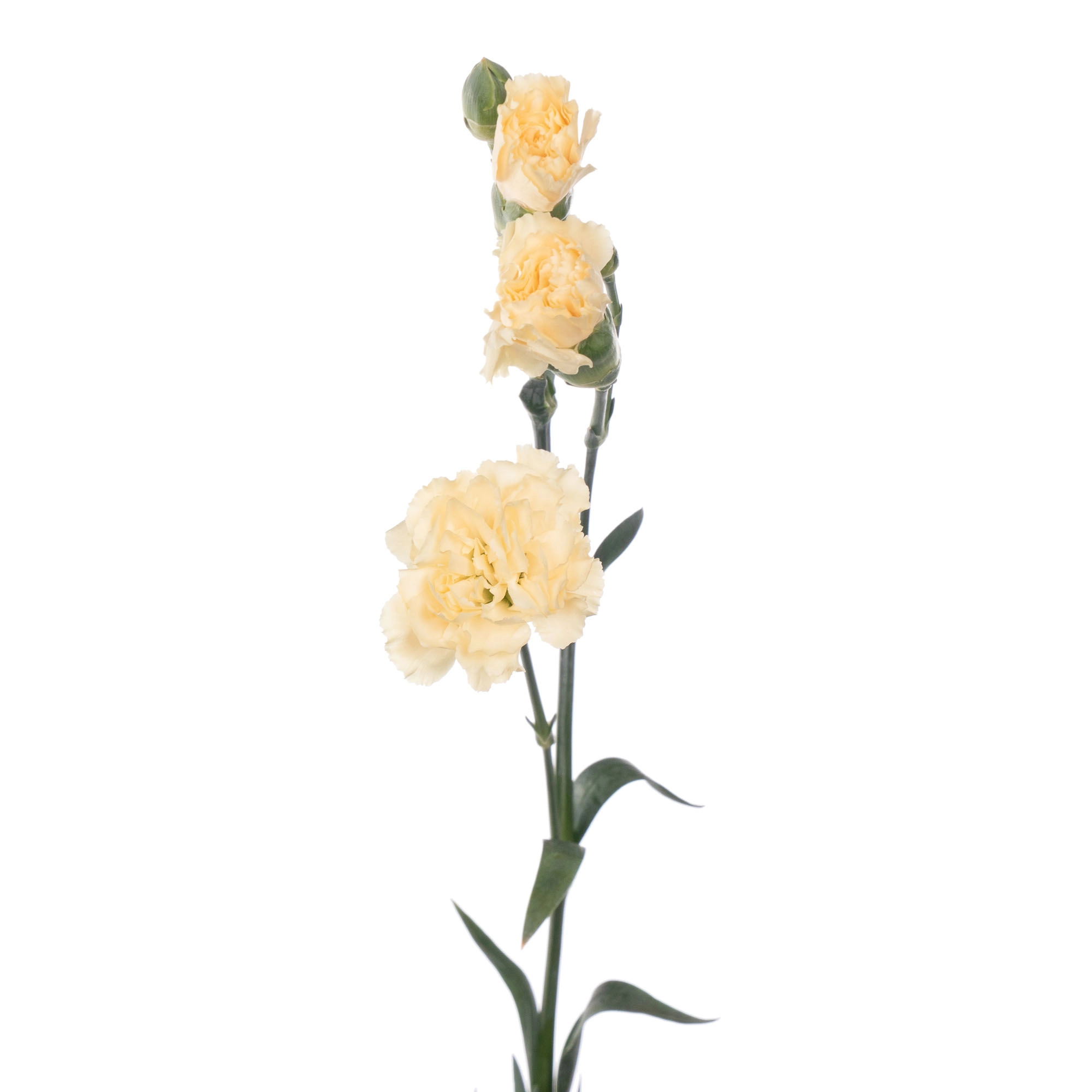 Carnation spray creme intermezzo