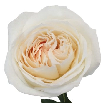 Rose princess miyuki | Wholesale flowers, plants and supplies Rose princess miyuki
