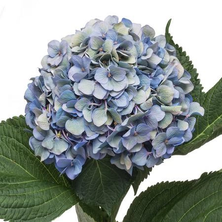Hydrangea challenge classic | Wholesale flowers, plants and supplies Hydrangea challenge classic