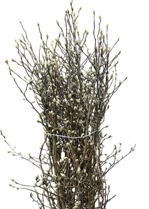 Branch Magnolia stellata rosea