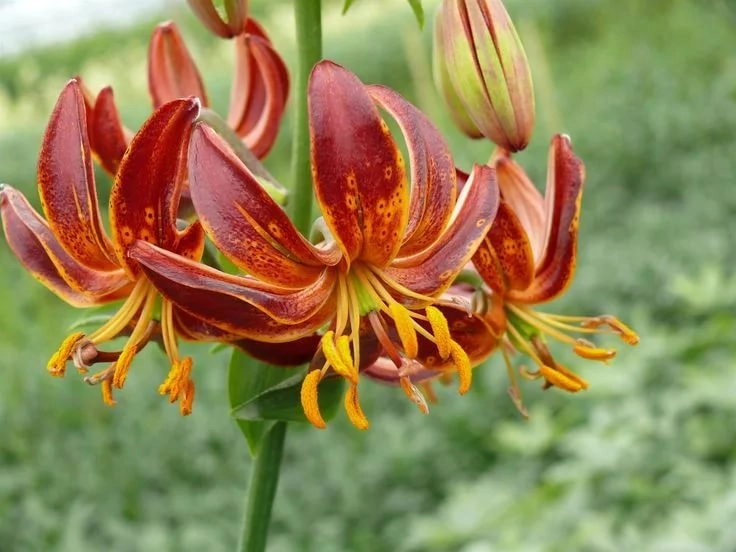 Lilium martagon arabian night