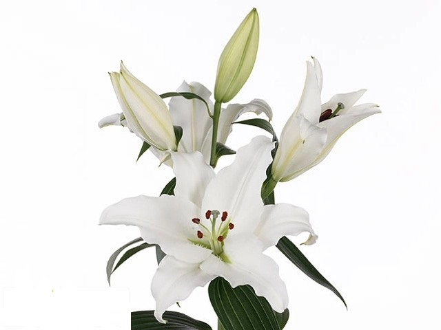Lilium oriental pathos