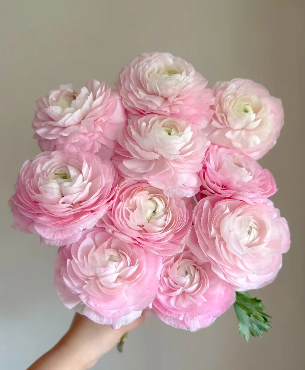 Ranunculus success sakura pink