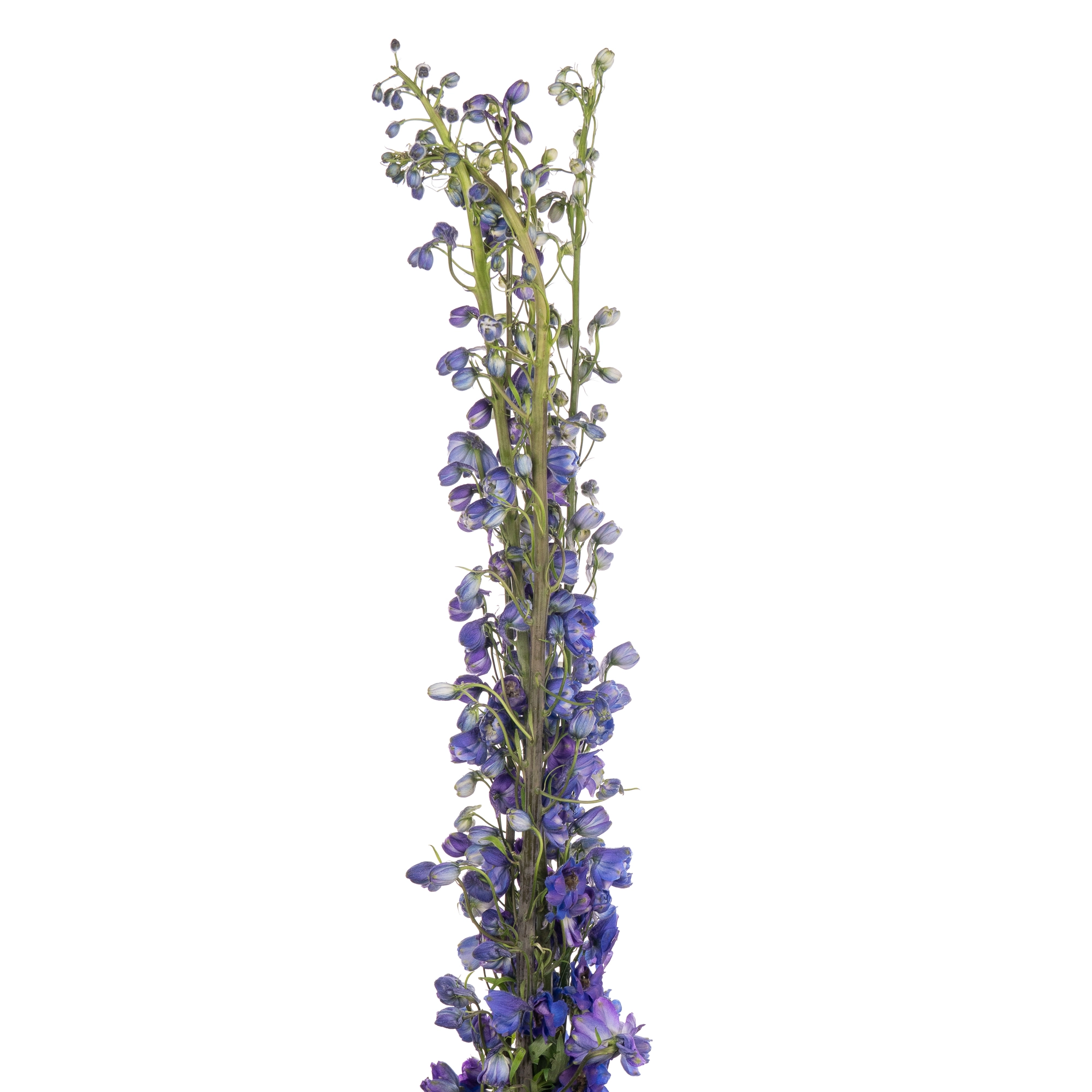 Delphinium dark blue