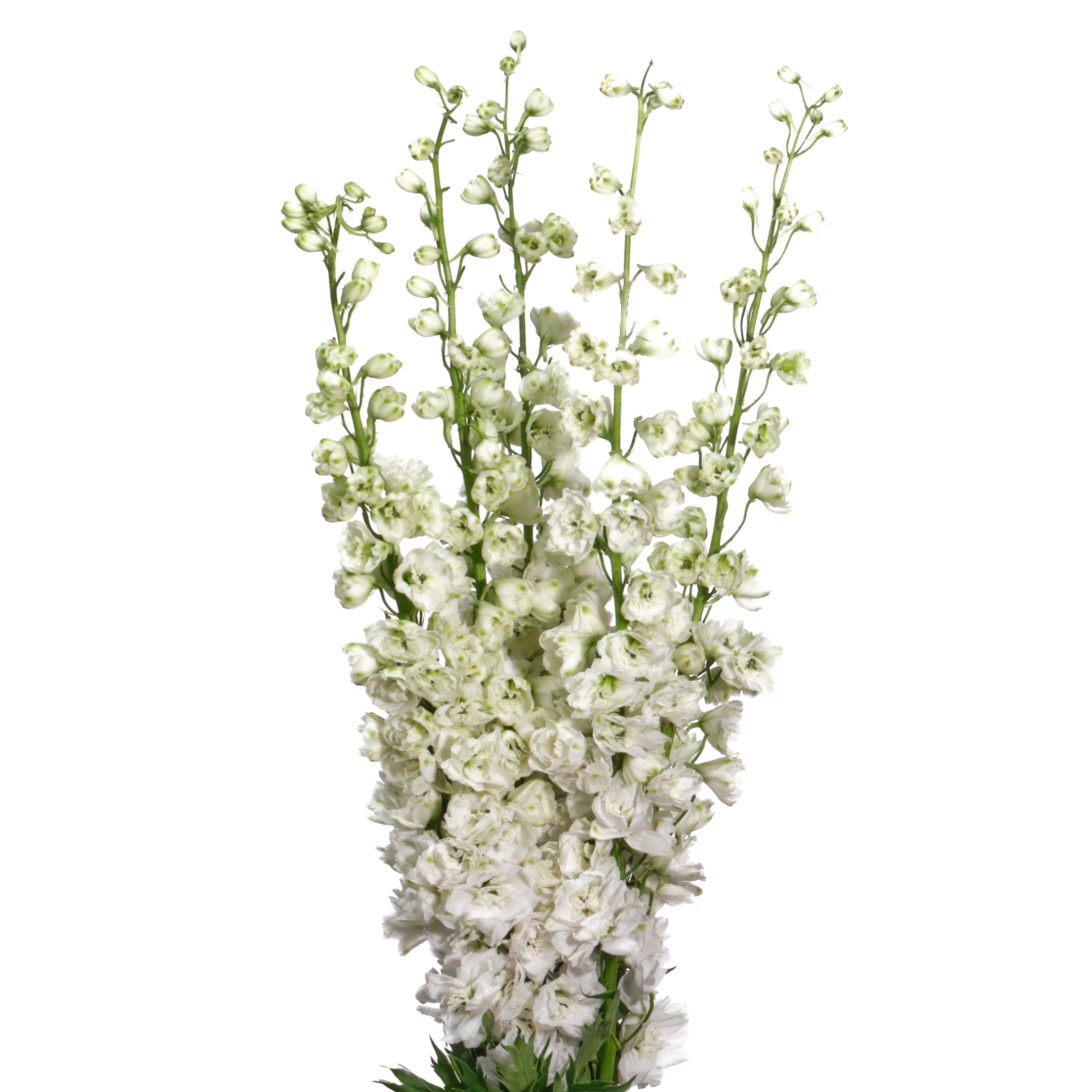 Delphinium double dewi siberia | Wholesale flowers, plants and supplies Delphinium double dewi siberia