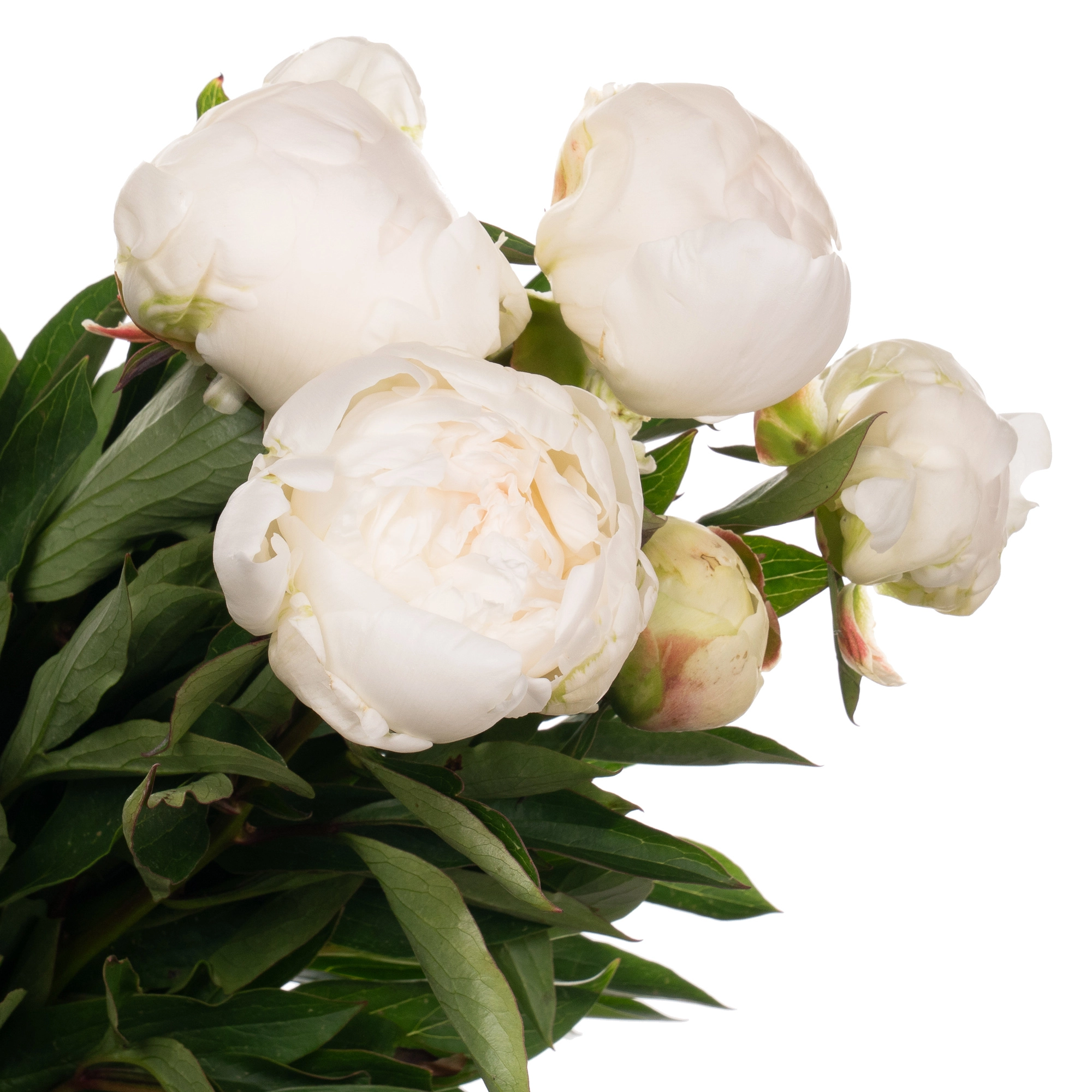 Paeonia madame claude tain