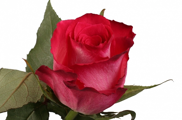 Rose nicoletta