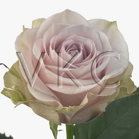 Rose silverado lilac