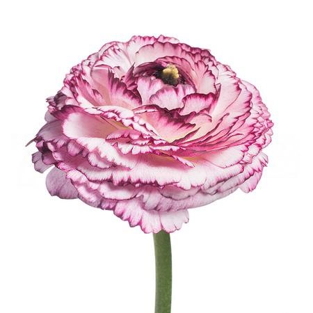 Ranunculus clooney cappuccino