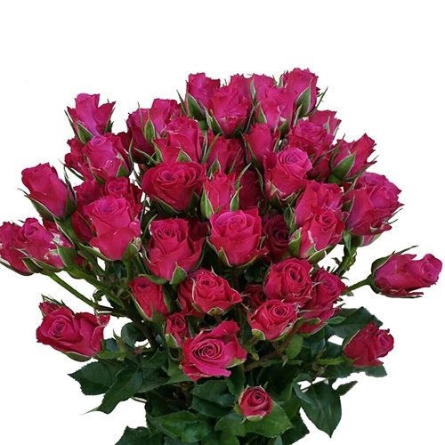 Rose spray glorious | Wholesale flowers, plants and supplies Rose spray glorious