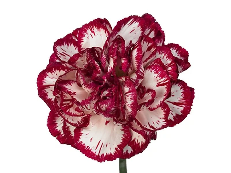 Carnation standard bacarat