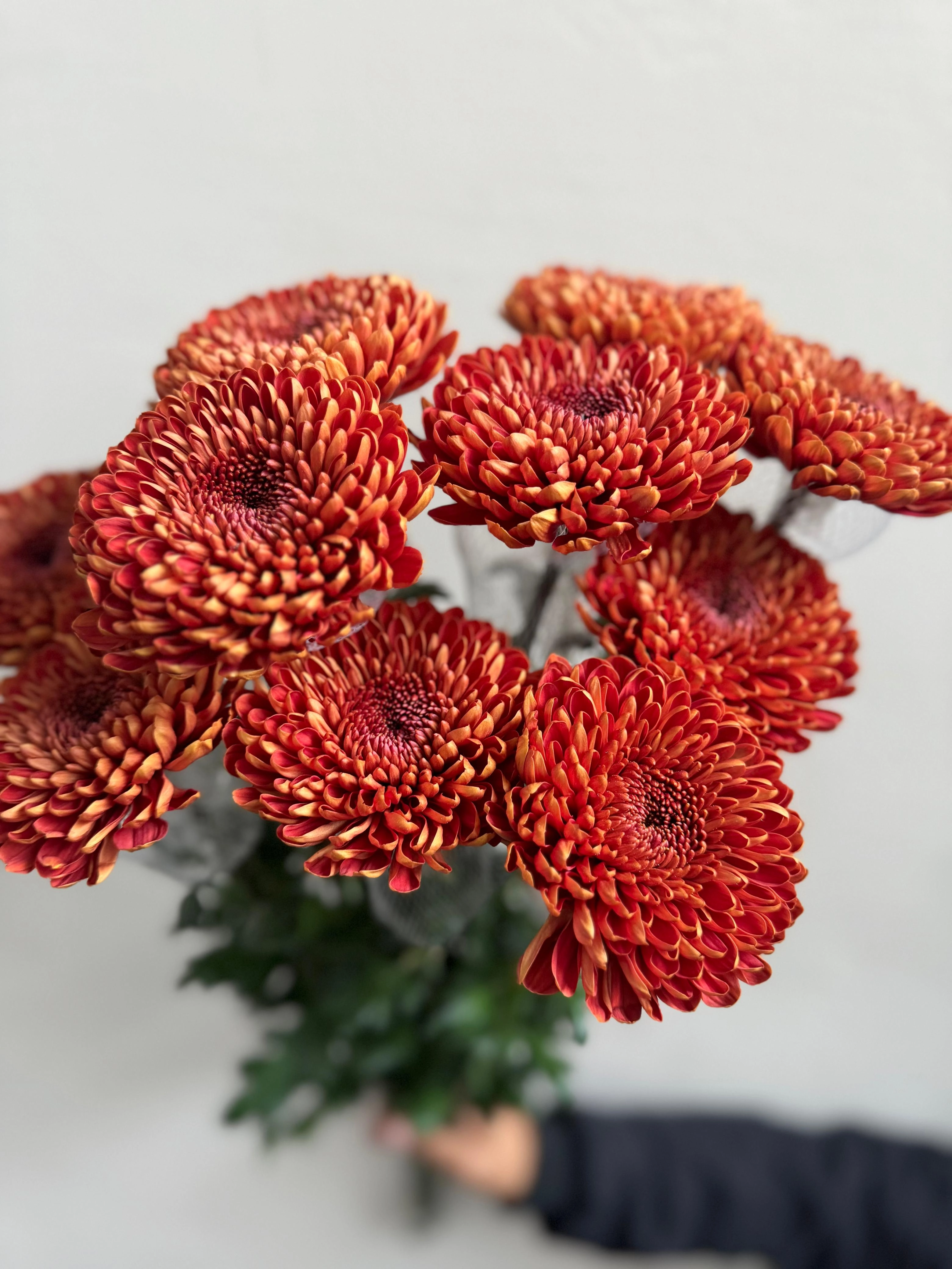 Chrysanthemum single marrakech | Wholesale flowers, plants and supplies Chrysanthemum single marrakech