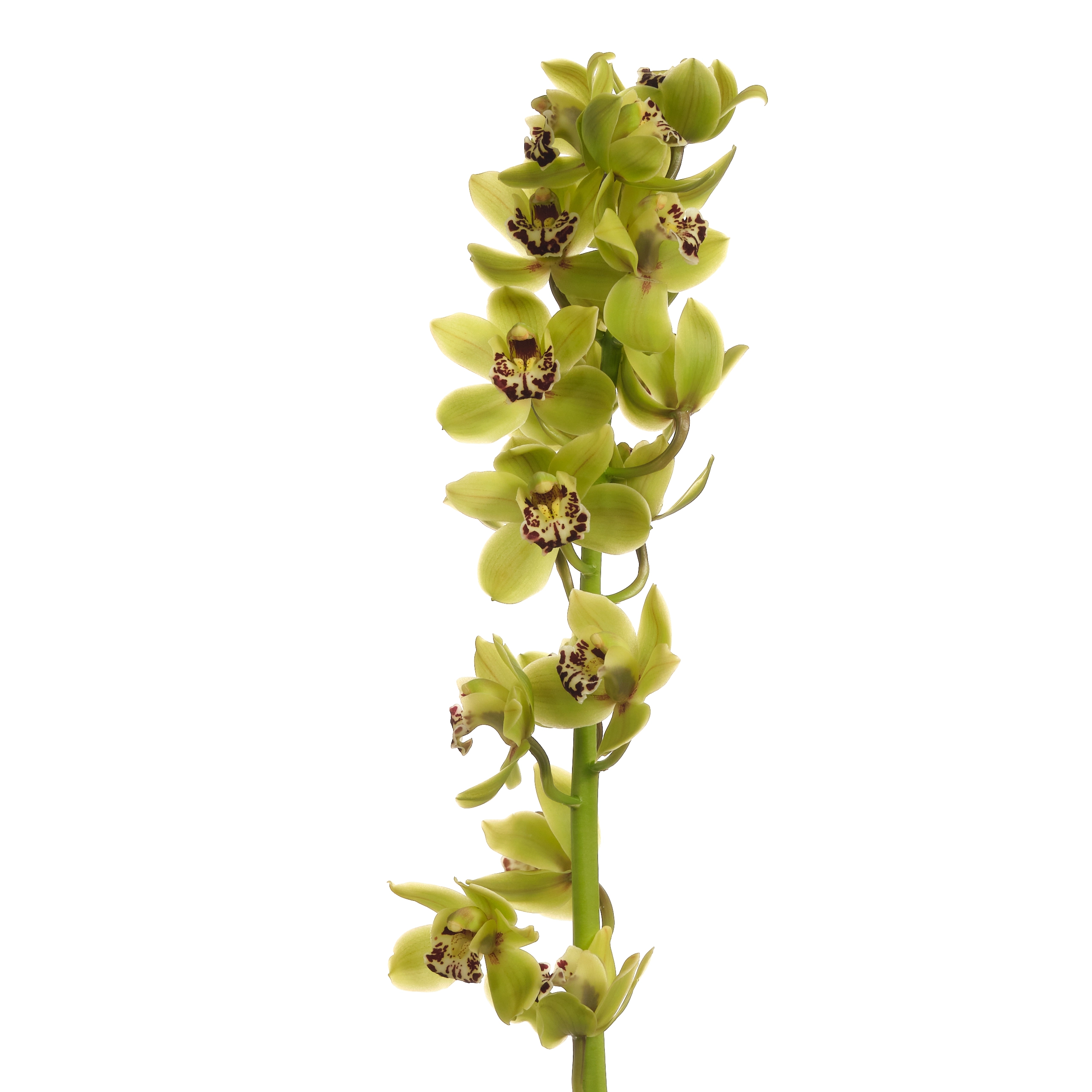 Cymbidium Mini cameliard french mustard