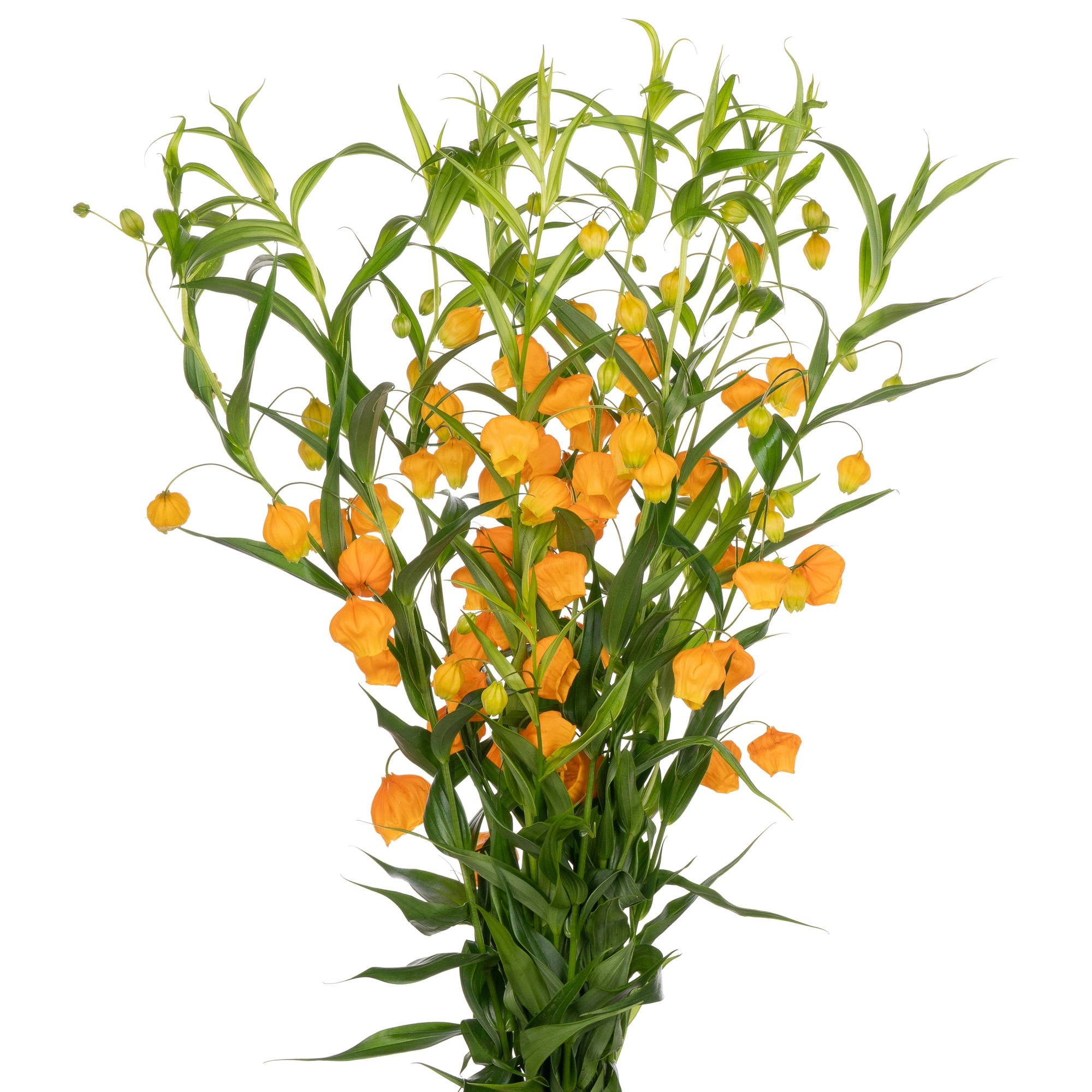 Sandersonia aurantiaca