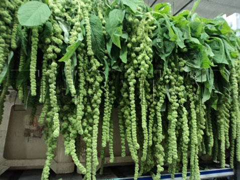 Amaranthus hang groen