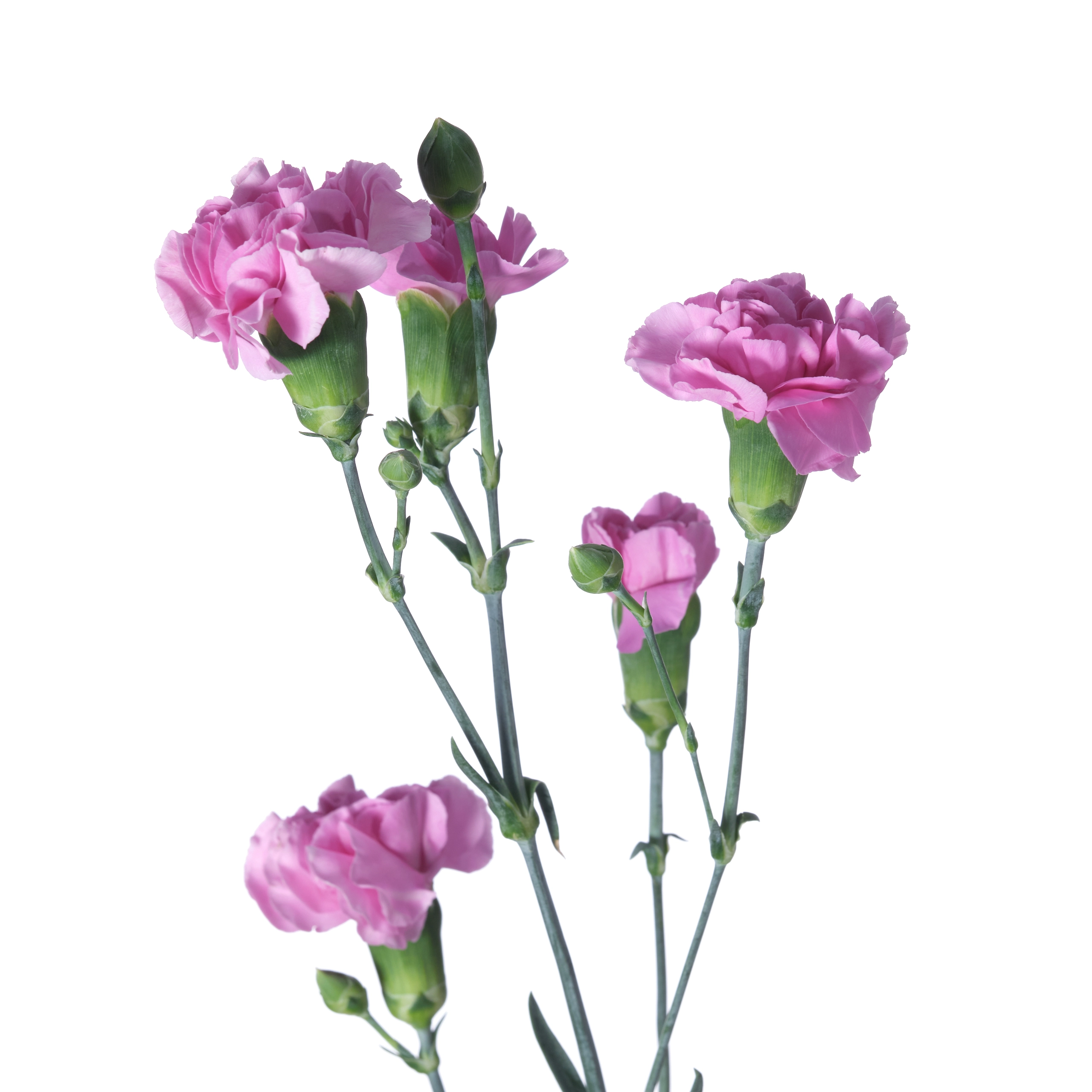 Carnation spray milkana