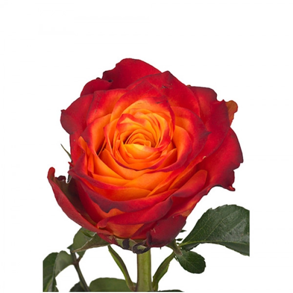 Rose atomic | Wholesale flowers, plants and supplies Rose atomic