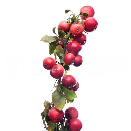 Branch Malus red