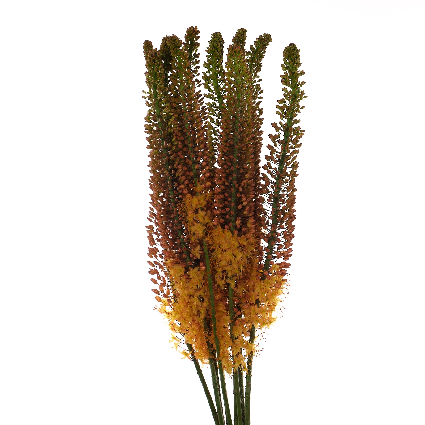 Eremurus ruiter cultivars